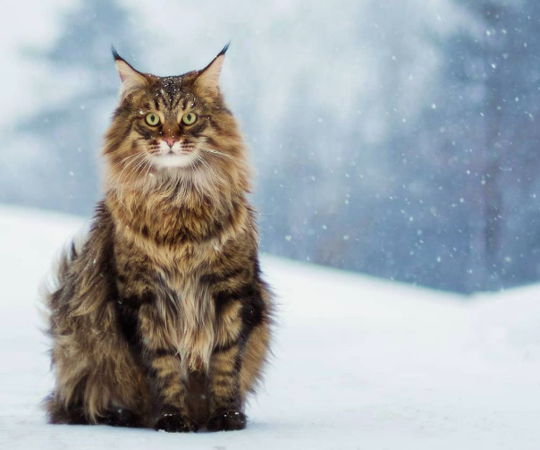 缅因猫,缅因猫是什么意思呀(缅因猫是什么意思) 缅因猫,缅因猫是什么意思呀(缅因猫是什么意思)