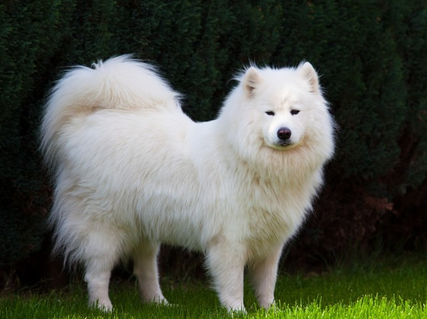 萨摩耶犬的价格多少钱一只(萨摩耶犬多少钱一只)