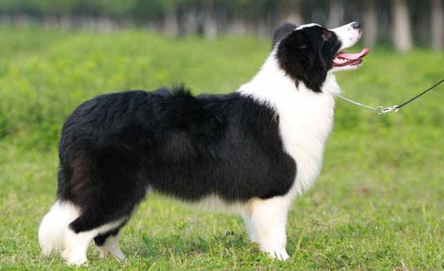 边牧为什么叫边牧(边牧是中国犬种吗) 边牧为什么叫边牧(边牧是中国犬种吗)