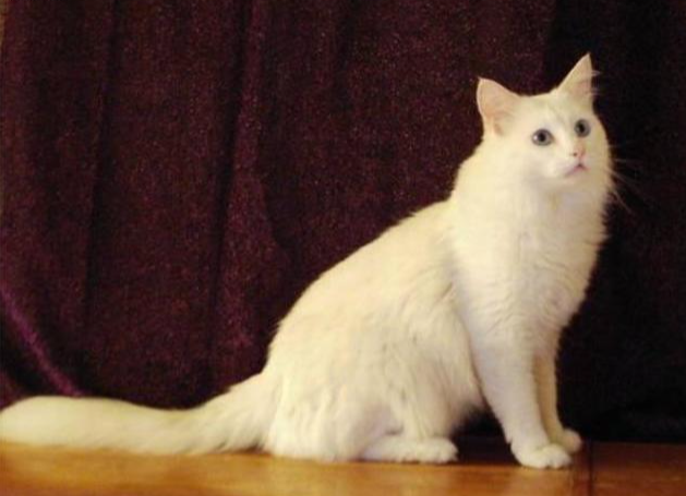 安哥拉猫适合新手养吗(安哥拉猫能长多大)