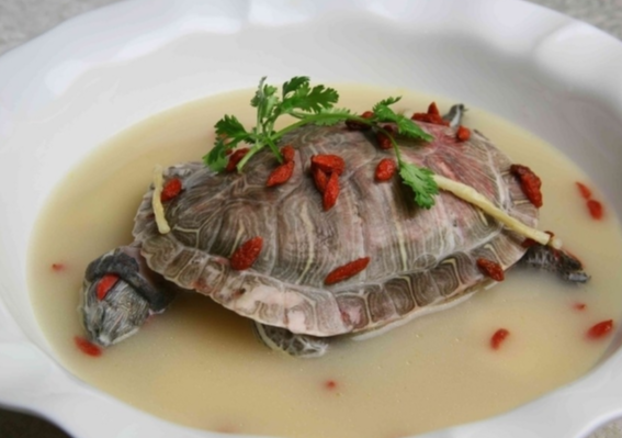 如何煮乌龟肉(乌龟肉怎么做好吃)