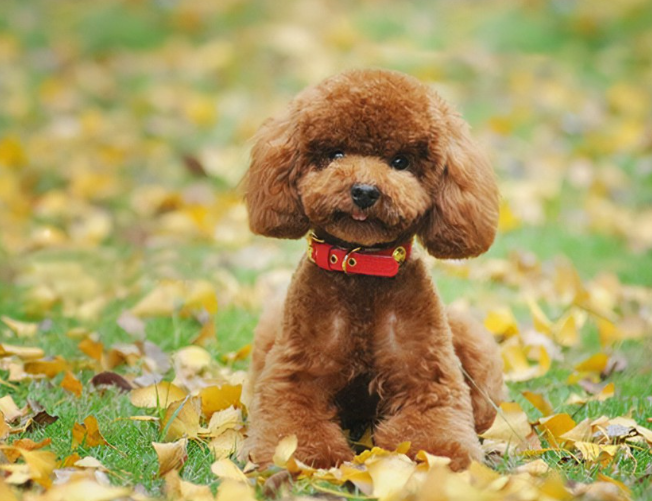 茶杯犬有几年寿命(茶杯犬一般能活几年)