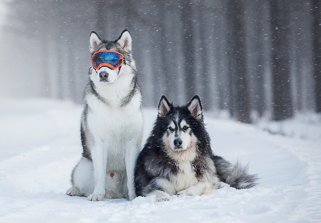 阿拉斯加属于雪橇犬吗(阿拉斯加和雪橇犬是什么关系)
