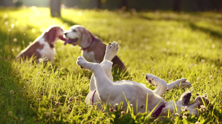 狗和犬的不同的图片(狗与犬有什么区别图片)
