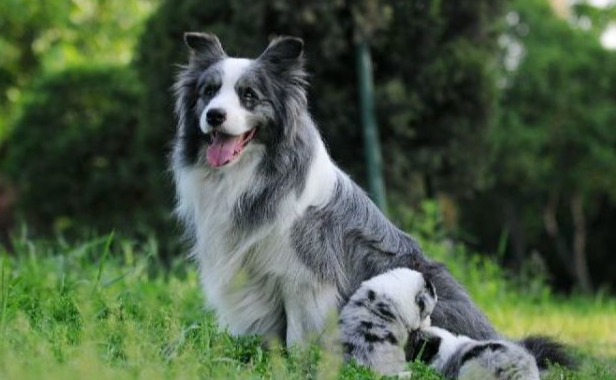 什么是陨石边牧犬(陨石边牧的寿命是多久)