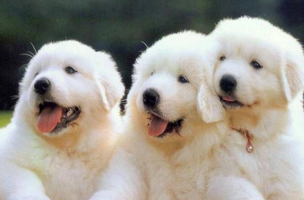 大白熊犬幼崽多少钱一只(大白熊幼犬一个月几斤)