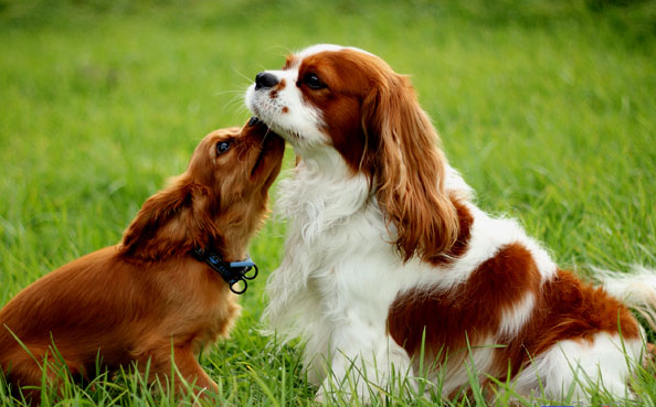 史宾格犬和查理王犬是同一种犬吗(骑士查理王猎犬优缺点)