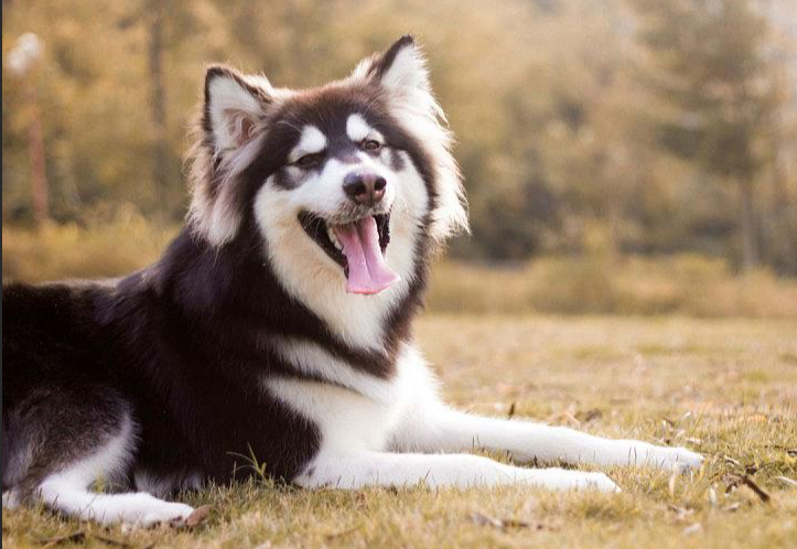 阿拉斯加犬性格好吗(阿拉斯加的性格怎么样)