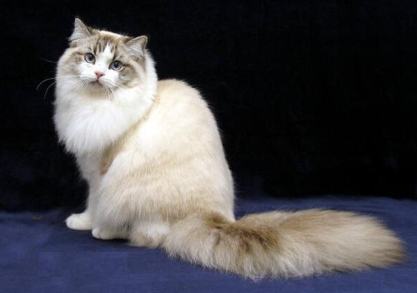 褴褛猫是什么猫(褴褛猫和挪威森林猫的区别) 褴褛猫是什么猫(褴褛猫和挪威森林猫的区别)