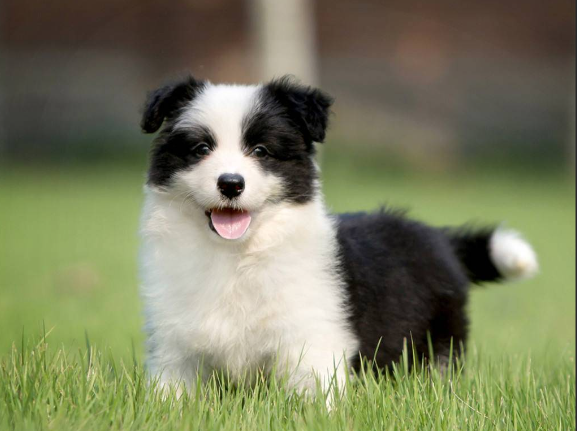 成都边境牧羊犬价格 (市面上边境牧羊犬价位怎样)