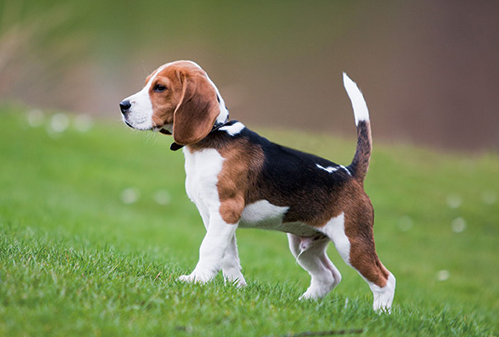 比格犬多少钱(比格犬为什么那么贵)