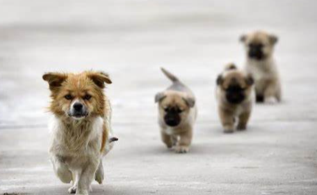 最便宜的流浪犬(人们对流浪犬的态度)
