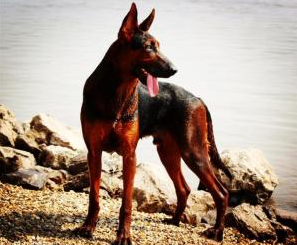 苏联红犬的寿命有几年(苏联红的驯养方法)