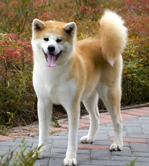 700元买只秋田贵吗(优质秋田犬多少钱一只)