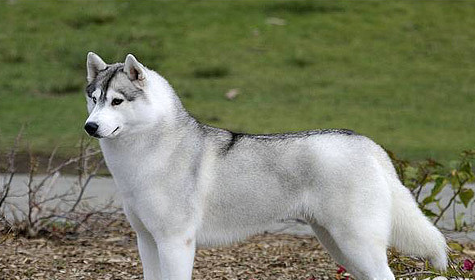 雪狼犬的优缺点(雪狼犬该怎么养)