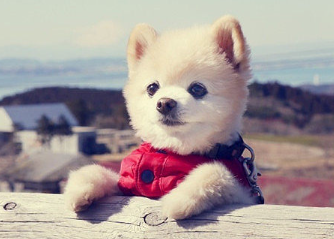 俊介狗狗好养吗(俊介犬会生狗狗吗)