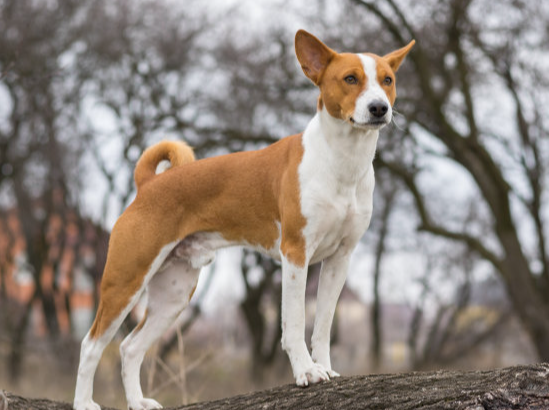 巴辛吉猎犬(狗子种类)