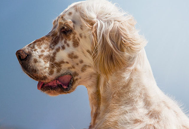 英国雪达犬的寿命(垂耳的英国犬)