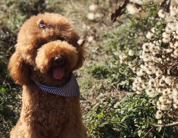 花色贵宾犬多少钱1只(贵宾犬的价格)