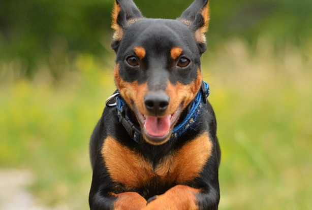 什么是迷你笃宾犬,迷你笃宾犬的习性特征与喂养等介绍