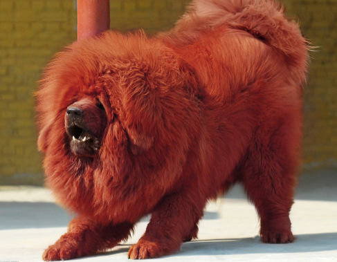 藏獒是什么犬/狗,藏獒它长什么样子