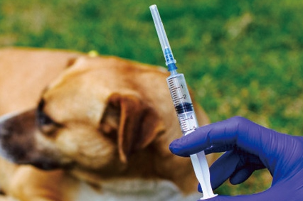 被自己家的狗咬了不打狂犬会怎样,咬出血了需要打疫苗吗