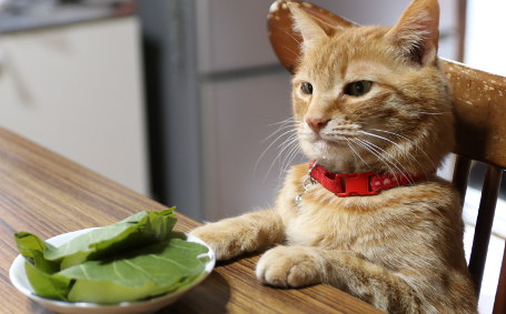猫可以吃艾草吗,艾草对猫有毒吗能吃吗 猫可以吃艾草吗,艾草对猫有毒吗能吃吗