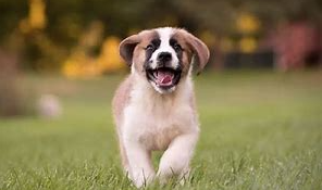 圣伯纳犬是聪明的狗狗吗,与伯恩山犬的区别