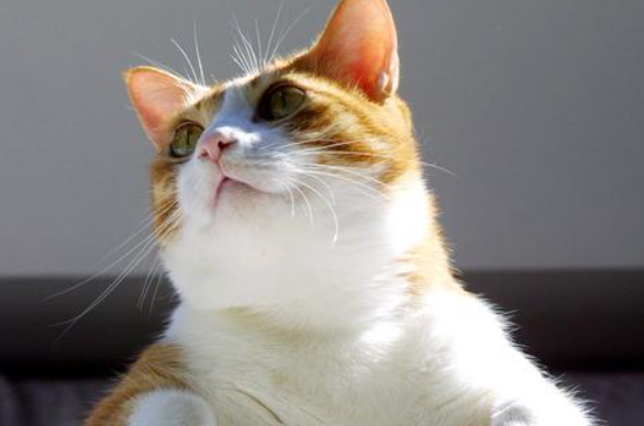 小猫老是哼哼唧唧跑来跑去后脚往后蹲怎么回事 小猫老是哼哼唧唧跑来跑去后脚往后蹲怎么回事