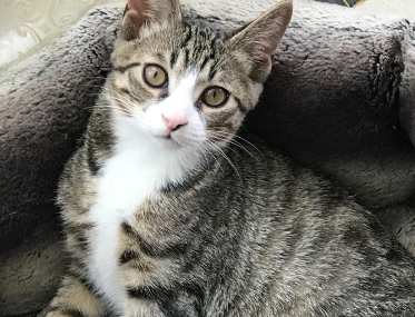 狸花猫母猫几个月性成熟