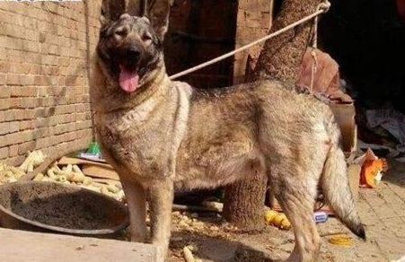 怎么把一个月的狼青犬养大