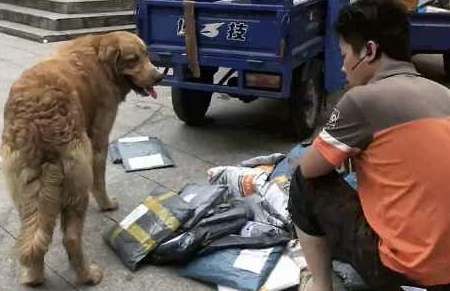 狗狗快递怎么寄,顺丰可以托运宠物吗怎么收费的