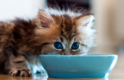 猫吃的零食有哪些,猫咪的零食有很多吗