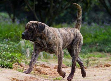 什么是加纳利犬,加纳利犬的习性特征与喂养等介绍 什么是加纳利犬,加纳利犬的习性特征与喂养等介绍