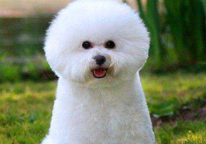 十大最笨犬最蠢狗排名,比熊犬排第几 十大最笨犬最蠢狗排名,比熊犬排第几