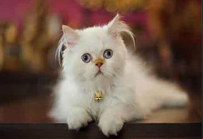 兔狲和波斯猫的区别(兔狲和波斯猫图片对比)