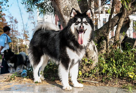 怎么养好阿拉斯加雪橇犬,阿拉斯加雪橇犬训练的5个要点
