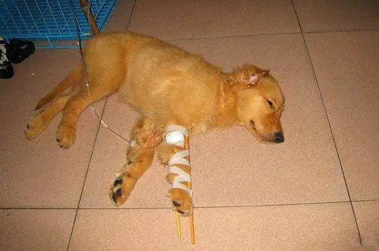 狗狗感染细小病毒有什么症状,狗的细小病毒症状