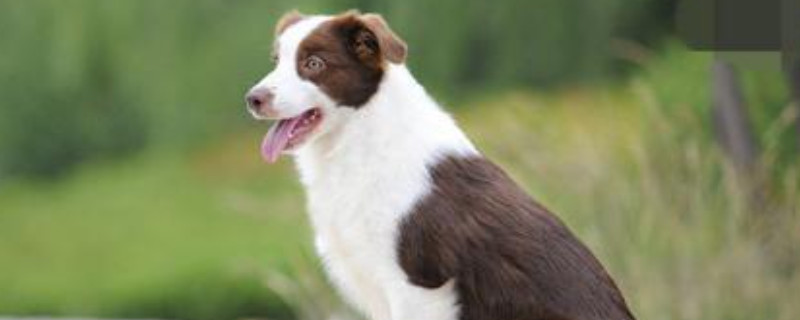 边牧可以吃樱桃吗,边境牧羊犬能吃什么水果