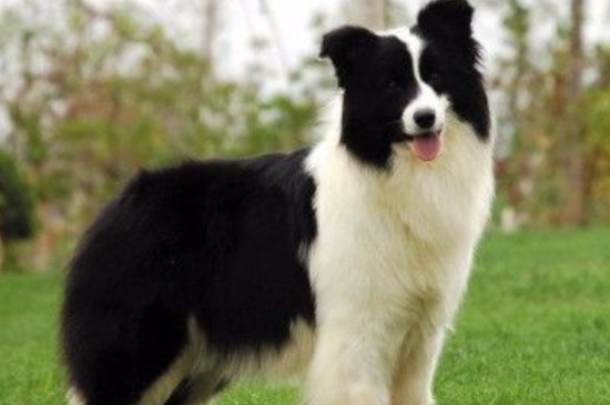 边牧可以吃樱桃吗,边境牧羊犬能吃什么水果