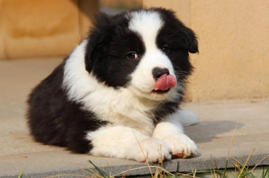 边牧可以吃樱桃吗,边境牧羊犬能吃什么水果