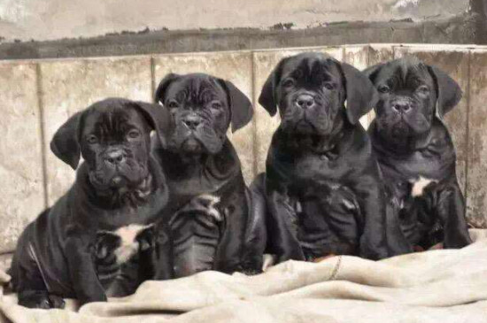 六个月的法国斗牛犬可以吃什么,法国斗牛犬能吃什么水果