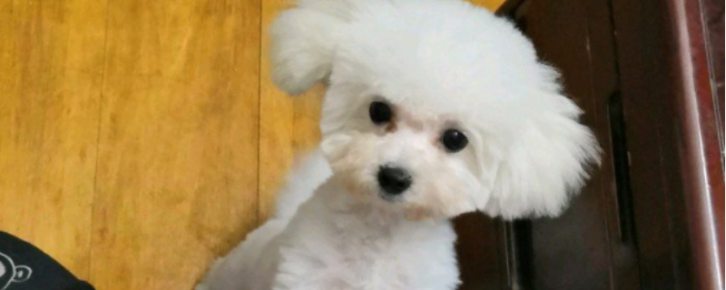 比熊犬的寿命有多少年,比熊寿命大概是多少年