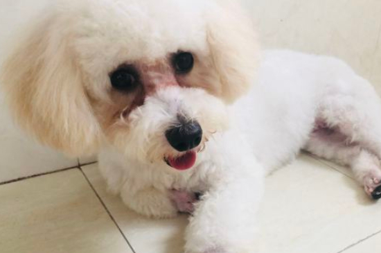 比熊犬的寿命有多少年,比熊寿命大概是多少年