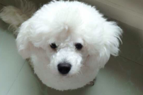 比熊犬的寿命有多少年,比熊寿命大概是多少年
